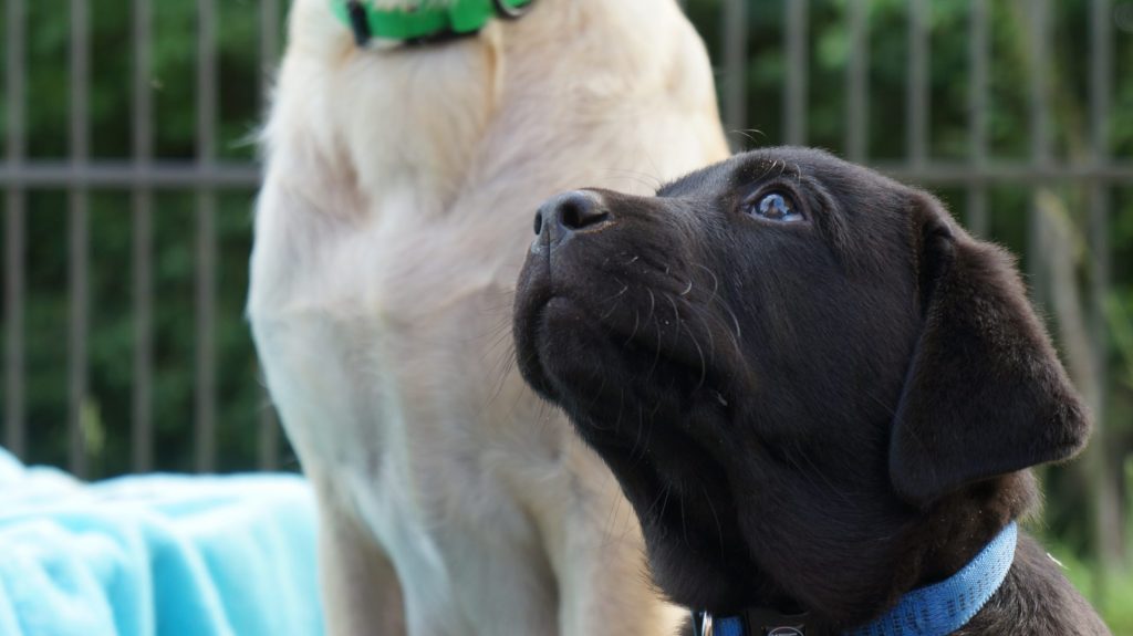 Labrador Welpe