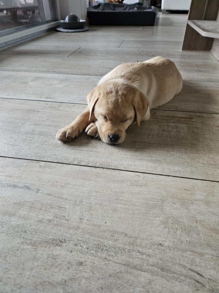 Labrador Lotti als Welpe