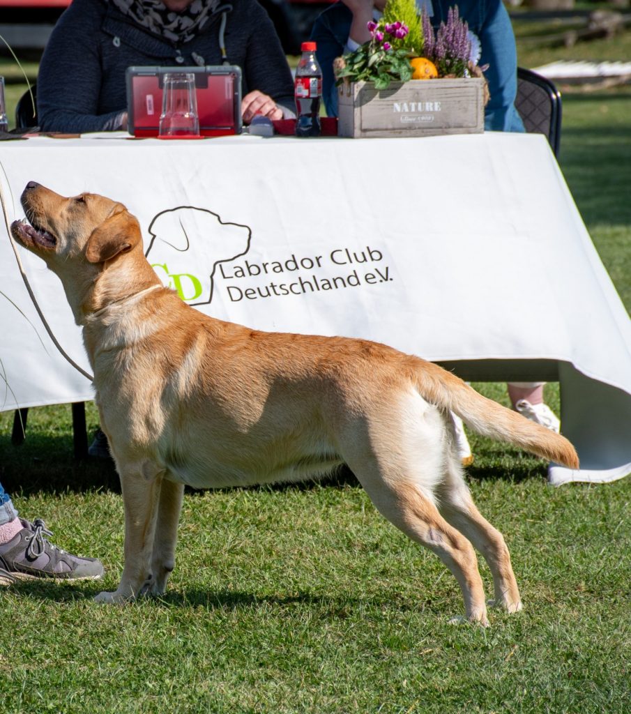 Labrador Retriever SRA Sonderhausen