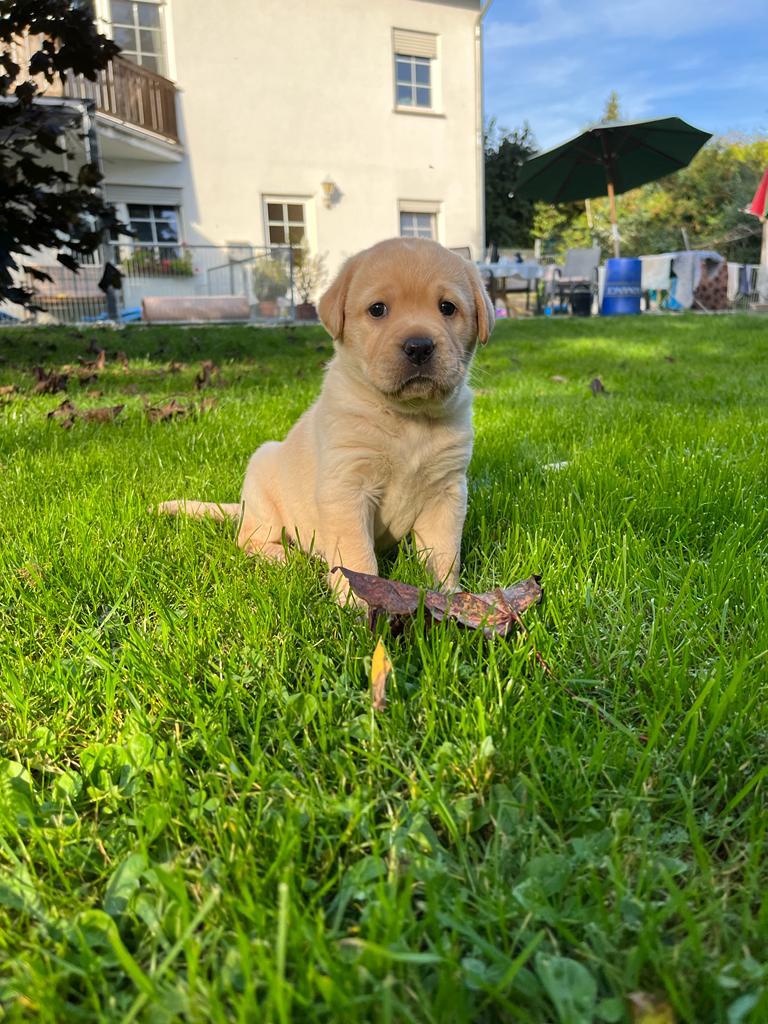 Lotti mit ca. 6 Wochen