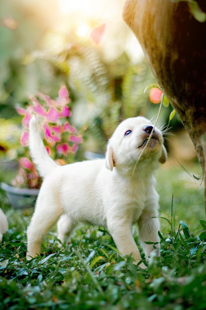 Labrador Retriever Welpe